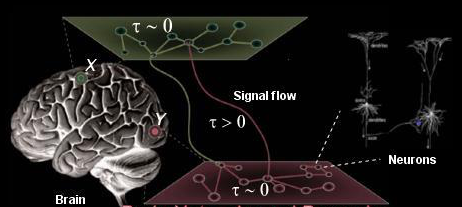 Brain signal-flow schematic with neurons and network dynamics